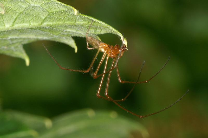 Tetragnatha_extensa_D3094_Z_82_Loosdrechtse plassen_Nederland.jpg